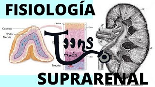 Fisiología Glandula suprarrenal Qué es SIST RENINA ANGIOTENSINA ALDOSTERONA SECRECIÓN CORTISOL [upl. by Catina496]