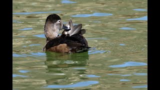 やっと起きて、羽繕い開始 クビワキンクロ（Ringnecked Duck） [upl. by Gruchot128]