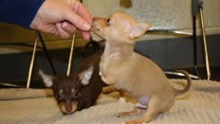 MSPCA Cares for Two Legged Chihuahua Puppies [upl. by Oletta]