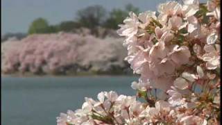 Cherry Blossom Festival Washington DC [upl. by Lletnom]