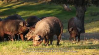 Marcial Castro jamón y embutido ibérico de Guijuelo [upl. by Sivraj]