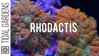 Rhodactis Mushrooms Great for beginners and high end coral collectors [upl. by Crist308]