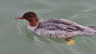 20241117 ZBILJE Zbiljsko jezero ANSERIFORMES Mergus merganser VELIKI ŽAGAR [upl. by Idet297]