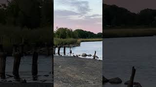 Old New Haven Bridge In Somerset MA Oct 4th 2024 [upl. by Ahsinuq]