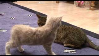 Introducing Bengal cat to a new kitten for first time [upl. by Dorrej772]