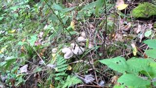 Eatable Pennsylvania wild mushrooms [upl. by Curren]