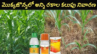 మొక్కజొన్నలో అన్ని రకాల కలుపు నివారణ  herbicides in maize  tembotrione 344 sc uses telugu [upl. by Robillard]