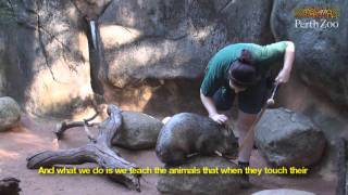 Wombat Training at Perth Zoo [upl. by Eillom489]