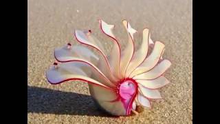 DIY Seashell Decoration Ideas HIT [upl. by Aserehc]