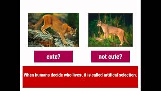 Evolution 1 Natural Selection vs Artificial Selection [upl. by Qirat]