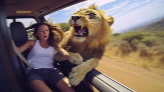 Woman Gets DRAGGED Out of Safari Car by Lion [upl. by Ahtenek]