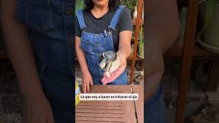 Si usas el aceite como insecticida debes de ver este video shorts plants gardening [upl. by Wolk541]