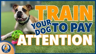 How To Get Your Dog To Listen Outside Off Leash Step By Step Guide [upl. by Willmert]