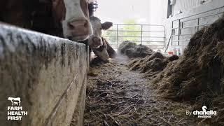 Cattle Coughing in Sheds PostHousing [upl. by Ahcsropal]