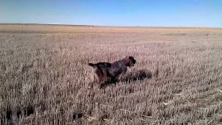 Spinone Italiano hunting pheasants [upl. by Glynias]