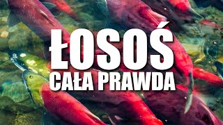 ŁOSOŚ  CAŁA PRAWDA [upl. by Fabiolas]