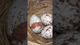 Bird Eggs Hatching bdwildbird [upl. by Vance933]