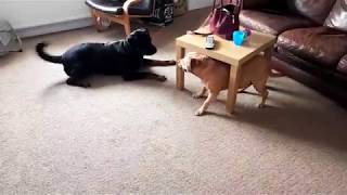 Rottweiler VS Staffordshire Bull Terrier [upl. by Dare]