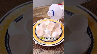 Put alcohol on the eggshells and youll never have this problem again youtubeshorts hometips diy [upl. by Decato896]