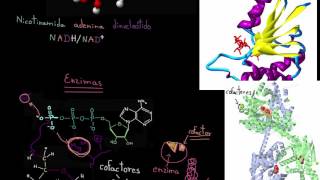 Cofactores enzimáticos y coenzimas  Energía y enzimas  Biología  Khan Academy en Español [upl. by Fowkes]