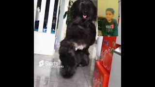 Afghan Hound Beautiful Breed viral ytshorts afghanhound shorts [upl. by Valenka622]