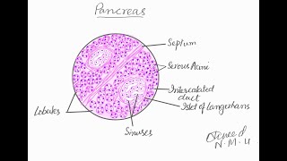 Learn to draw histological diagram of pancreas [upl. by Bronk]