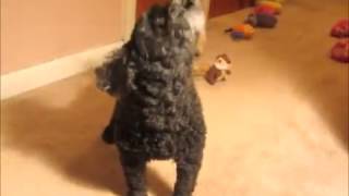 CUTE Toy Poodle Howls [upl. by Harilda870]