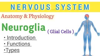 Neuroglia  glial cell  Anatomy and physiology of nervous system  glial cell notes [upl. by Ijies511]