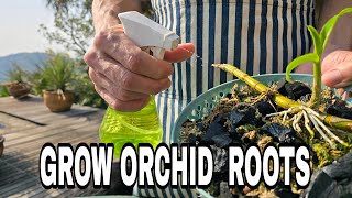 How to Stimulate Orchid Root Growth [upl. by Alvan156]