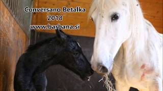 Horse birht outside its a boy Lipizzan Conversano Betalka [upl. by Assirrak]