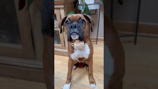 🤣 My dog’s favorite hobby danithegirlboxer boxerlove boxerpuppy boxerdog funny [upl. by Llevart]