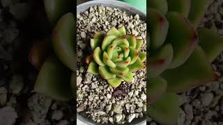 Echeveria Agavoides Red Tips [upl. by Seuqramed]