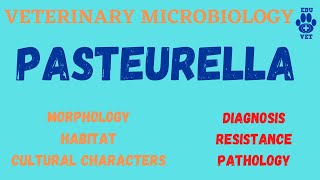 PasteurellaMicrobiology [upl. by Ernaldus588]