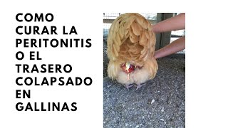 Como curar la peritonitis o el trasero colapsado en gallinas [upl. by Ybok836]