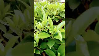 Plants nice youtube shorts [upl. by Nnyw]