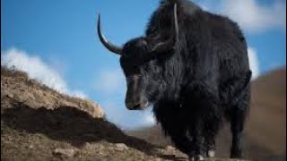 Wild Asia Wild Yak 🐃 🇨🇳 🇮🇳 [upl. by Charlton]