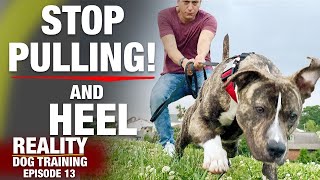 STOP PULLING amp Heel Reality Dog Training Ep 13 [upl. by Nevlin]