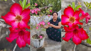 పువ్వుల్లో జరిగే ప్రత్యుత్పత్తి reproduction of flowers [upl. by Vani697]