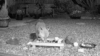 A fox and a hedgehog peacefully having supper together in my garden so lovely to watch [upl. by Huai]