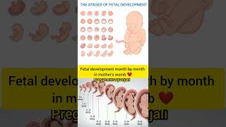 Fetal development month by month in moms womb ❤️🤰shortvideo pregnant [upl. by Erehc122]