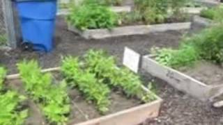 Dont Use Western Red Cedar for Raised Beds [upl. by Harmony729]