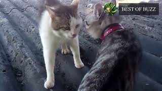 BEST OF BAGARRE DE CHATS [upl. by Yramesor]