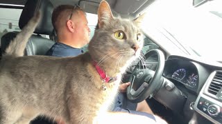 Cat takes car ride to the vet and cry after vaccination [upl. by Yentihw394]