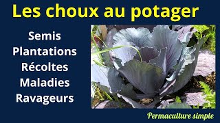 Choux  astuces pour cultiver labondance🥦 [upl. by Tiernan]