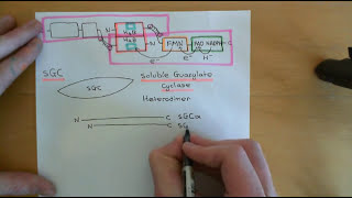 Endothelium Dependent Vasodilation Part 5 [upl. by Ringler]