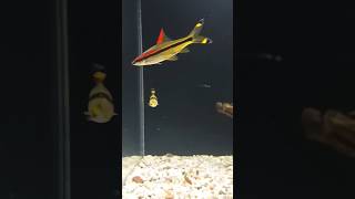 Denison barb new video aquarium fishtank love shortvideo shorts [upl. by Naivaj]