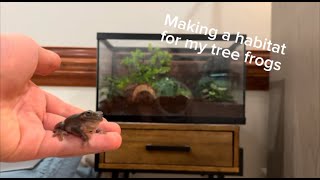 Making a Habitat for my TREE FROGS [upl. by Hyacinth]