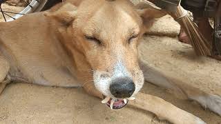 CD canine distemper  chewing gum seizure in a dog [upl. by Eugen491]