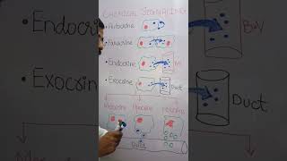 CHEMICAL SIGNALLING paracrineautocrineholocrinemerocrineapocrine [upl. by Evie]