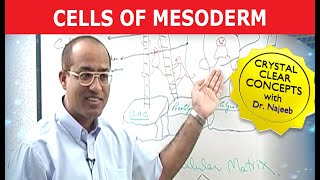 Cells of Mesoderm  Mesenchyme  Funny Clip 😄 [upl. by Mirak]